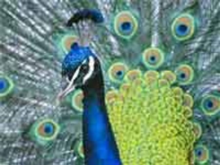 மத்தியப் பிரதேசத்தில் கடும்வெயிலுக்கு 12 மயில்கள் பலி