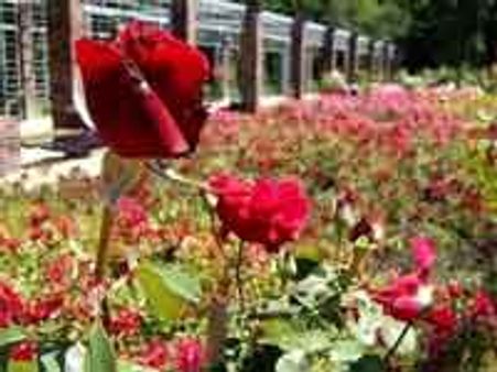 ஊட்டியில் கண்கவர் ரோஜா கண்காட்சி தொடங்கியது