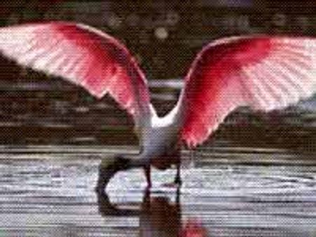 கூந்தன்குளம் சரணாலயத்திற்கு வெளிநாட்டுப் பறவைகள் வருகை