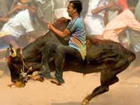 ஜல்லிக்கட்டை தொழில் போல பாவிக்கக் கூடாது-தமிழக அரசுக்கு சுப்ரீம் கோர்ட் கண்டனம்