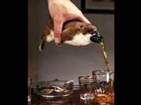 'அணில்' பீர், 'சீ'யர்ஸ்!