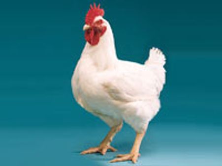 ரம்ஜான் பண்டிகையை எதிரொலி-மீண்டும் உயர்ந்த கறிக்கோழி விலை