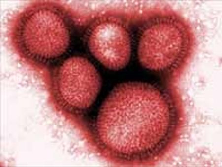 ரூ. 200க்கு பன்றிக் காய்ச்சல் தடுப்பூசித் திட்டம்-சென்னையில் தொடங்கி வைக்கப்பட்டது