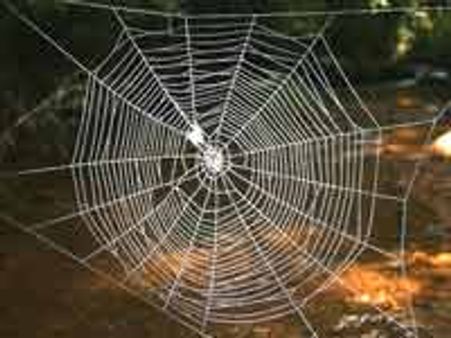 உலகிலேயே மிகப் பெரிய சிலந்தி வலை மடகாஸ்கர் தீவில் கண்டுபிடிப்பு