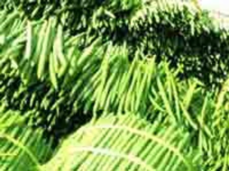 முருங்கைகாய் விலை கிலோ ரூ 100!