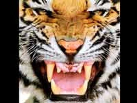 கடந்த 3 ஆண்டுகளில் விலங்கியல் பூங்காக்களில் 75 புலிகள் மரணம்