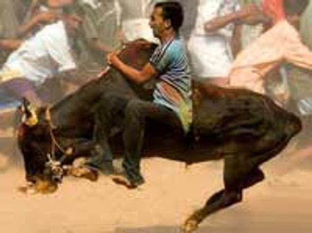 பல்வேறு நிபந்தனைகள் விதித்து ஜல்லிக்கட்டுக்கு அனுமதி அளித்தது உச்சநீதிமன்றம்