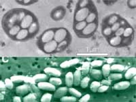இதோ ஒரு புதிய உயிர்!