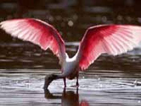 கூந்தன்குளத்தில் குவியும் வெளிநாட்டு பறவைகள் : 2 லட்சம் பறவைகள் வரும் என்று எதிர்பார்ப்பு