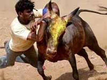 வீரம் பொருந்திய மோதல்-ஜல்லிக்கட்டு