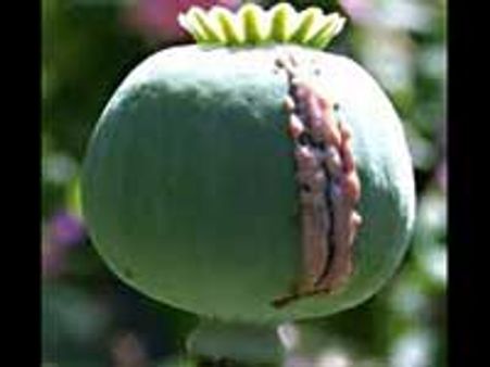 குழந்தைகளுக்கு உணவு - மருந்து அபின்தான்! - அதிர வைக்கும் ஆப்கன் தாய்மார்கள்!