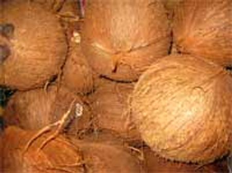 தேங்காய் ஏற்றுமதி: இலங்கையின் நஷ்டம் இந்தியாவுக்கு லாபம்!