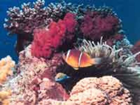 மன்னார் வளைகுடா பகுதியில் 5 ஆண்டுகளில் 40 சதவீதம் புதிய பவளப்பாறைகள்