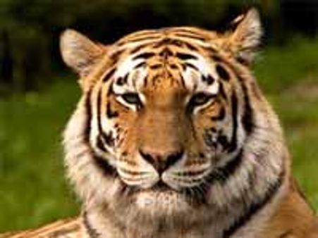 இந்தியாவில் புலிகள் எண்ணிக்கை 1706 ஆக உயர்வு