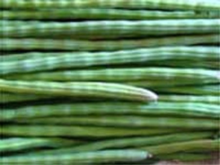 இயற்கையின் வயாகரா முருங்கை!