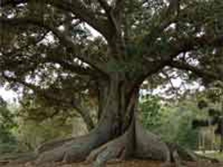 மரங்களின் அரசன் அரசமரம்-கருப்பை கோளாறுகளை நீக்கும்