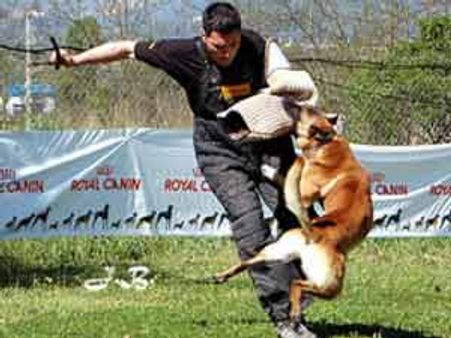 ஒசாமாவுக்கு எதிரான தாக்குதலில் பயன்படுத்தப்பட்ட 'பெல்ஜியன் ஷெப்பர்டு' நாய்!