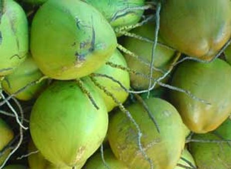 வெயிலால் வந்த கிராக்கி-இளநீர், பதனீருக்கு கடும் தட்டுப்பாடு