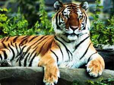 இன்று முதல் முதுமலை புலிகள் காப்பகம் திறப்பு: சுற்றுலா பயணிகள் மகிழ்ச்சி