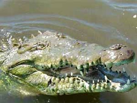 மாயாரில் முதலைகள்: சுற்றுலாப் பயணிகள் குளிக்கத் தடை