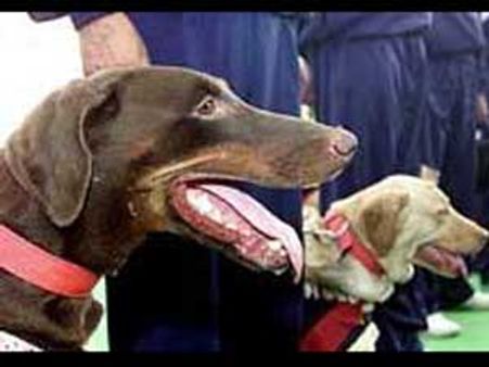 கேரளாவில் சந்தன மரங்களை பாதுகாக்க நாய்படை: வனத்துறையினர் அதிரடி