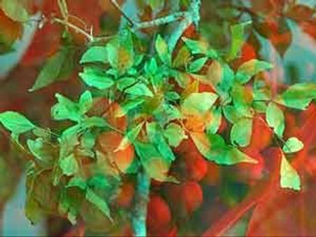 அஸ்வமேதயாகத்தின் பலன் தரும் வில்வம்