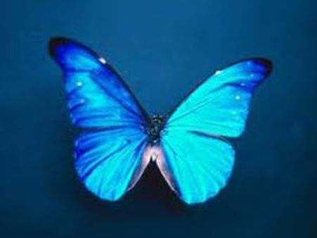 தும்பைப்பூவும் வண்ணத்துப்பூச்சியும்