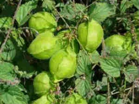 சுகப்பிரசவம் தரும் முடக்கற்றான்