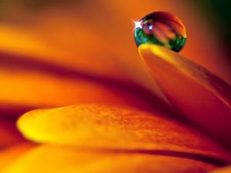 பவுர்ணமி நிலவும் பன்னீர் பூக்களும்…..