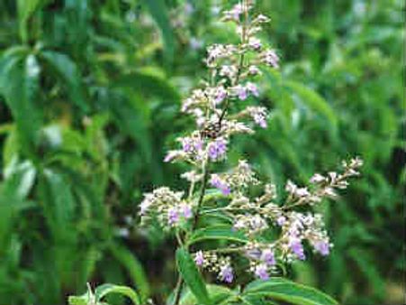 மூட்டுவலிகளை குணப்படுத்தும் நொச்சி இலைகள்