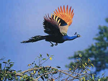 இந்த ஆண்டு தென்மேற்கு பருவமழை குறைவாகவே பெய்யும்: வானிலை ஆய்வு மையம்