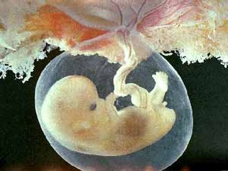 ஸ்டெம்செல் வங்கி தொடங்குமா அரசு?