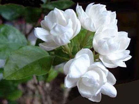 வரத்து அதிகரிப்பு: மல்லிகைப் பூ விலை கடும் வீழ்ச்சி!