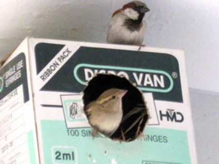 அழிந்து வரும் குருவி இனங்களை காக்க இயற்கை ஆர்வலர்கள் நடவடிக்கை