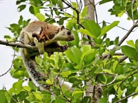 தமிழகம்: அழிவை நோக்கி 'கிரிசில்ட் ஜயன்ட்' அணில்கள், 4 கொம்பு மான்கள்!