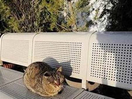 ஆப்கன் அமெரிக்க தூதரகத்தில் பூனைகள் நடமாட்டம் அதிகரிப்பு-செய்தவறியாமல் ஊழியர்கள் குழப்பம்!