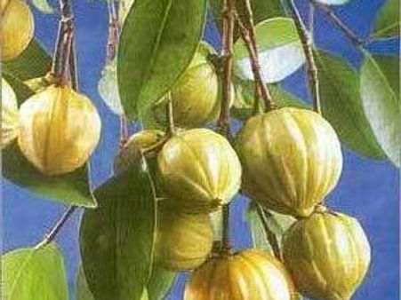 ஜீரணசக்தியை அதிகரிக்கும் கொடாம்புளி கசாயம்