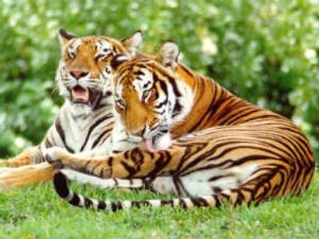 சத்தியமங்கலம் காட்டில் புலிகளின் எண்ணிக்கை உயர்ந்துள்ளதாக வனப் பாதுகாப்பு அதிகாரி தகவல்