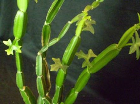 இதயநோயை குணமாக்கும் பிரண்டை!