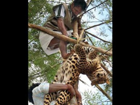 பன்றிக்கு வைத்த சுருக்கில் சிக்கிய சிறுத்தை பரிதாப பலி-கம்பியை வைத்தவர் கைது