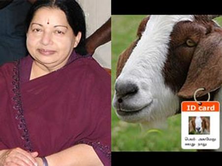 அரசு இலவச திட்டத்தில் வழங்கிய 65 ஆடுகள் மர்ம சாவு