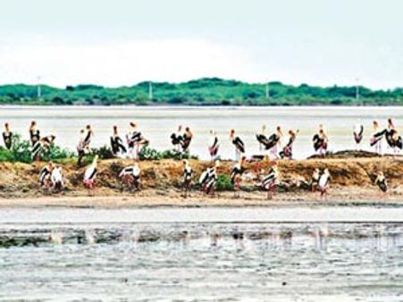 ரஷியா பறவையை காண பயணிகள் ஆர்வம்