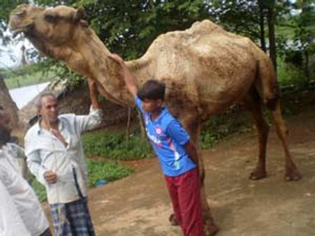 பக்ரீத் பண்டிகை: குர்பானிக்கு நெல்லை,தூத்துக்குடி, குமரிக்கு ஒட்டகங்கள் வந்தன