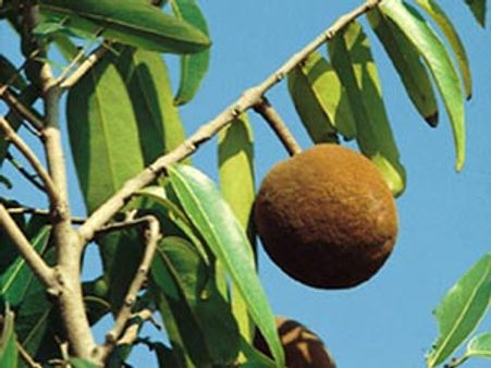 தோல்நோய்களை குணமாக்கும் சல்மூக்ரா எண்ணெய்!