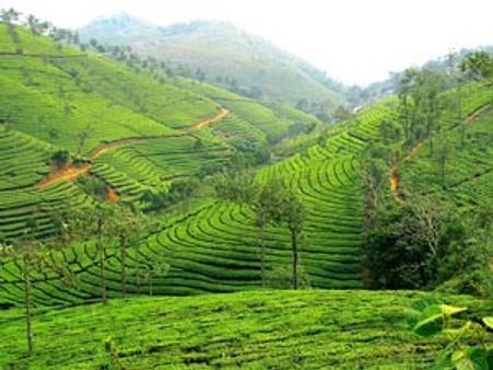 தமிழக பெண் தொழிலாளிகளை கேவலமாக திட்டி, புடவை இழுத்து கேரளத்தவர் மானபங்கம்