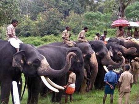 புத்துணர்வு முகாமில் பங்கேற்க நெல்லை, தூத்துக்குடி யானைகள் இன்று முதுமலை பயணம்