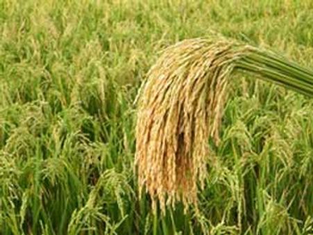 அதிக விளைச்சல் பெறும் விவசாயிக்கு ரூ.5 லட்சம், பதக்கம்: ஜெயலலிதா அறிவிப்பு