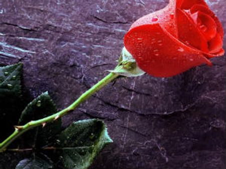 காதலை சொல்ல சிகப்பு ரோஜா குடுங்க!