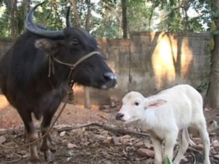 கேரளாவில் வெள்ளைக் கன்று ஈன்ற எருமை: வளர்க்க கை கொடுக்கிறது அரசு!