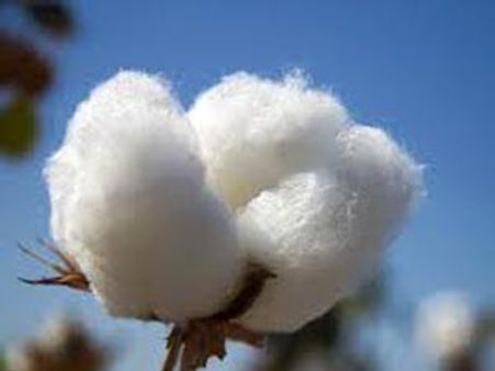 பருத்தி ஏற்றுமதி தடை: மத்திய அரசு நிலை மாற்றம்